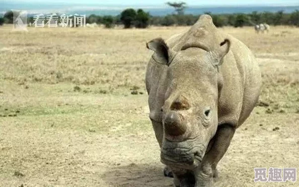 疯狂动物园帽子图鉴大全