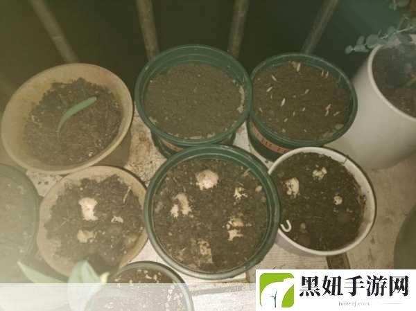 大白球上下抖动，1. 大白球上下抖动，尽显趣味与活力