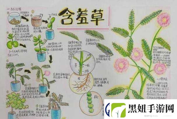 含羞草、四叶草、三叶草的奇妙自然物语