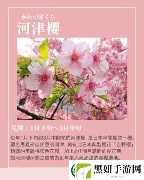 我可以深入了解你的樱花吗