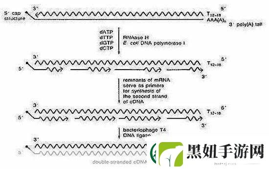 rna与cdna杂交