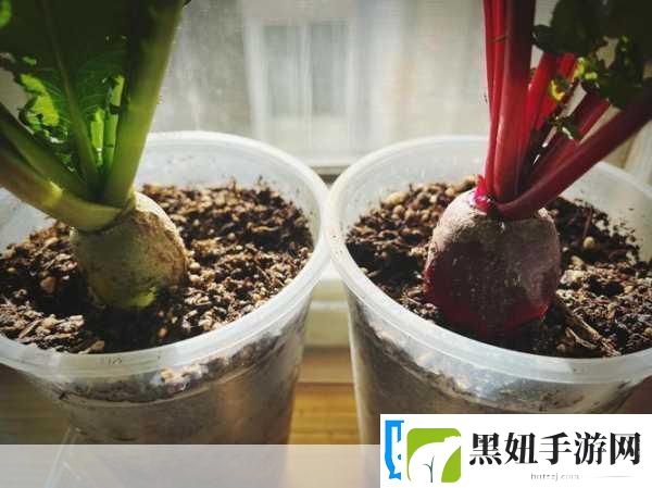 后挤牛奶拔萝卜怎么拔