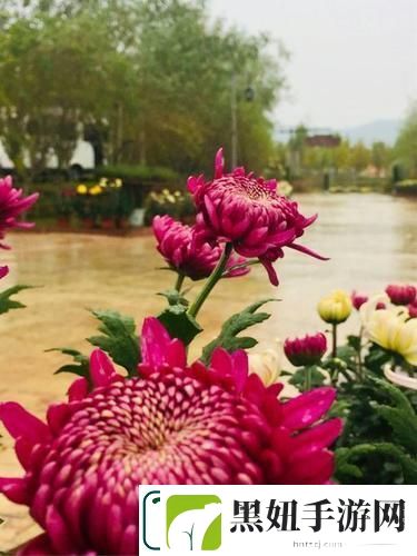 在“母亲的桃花源菊花”中感悟生活的温暖