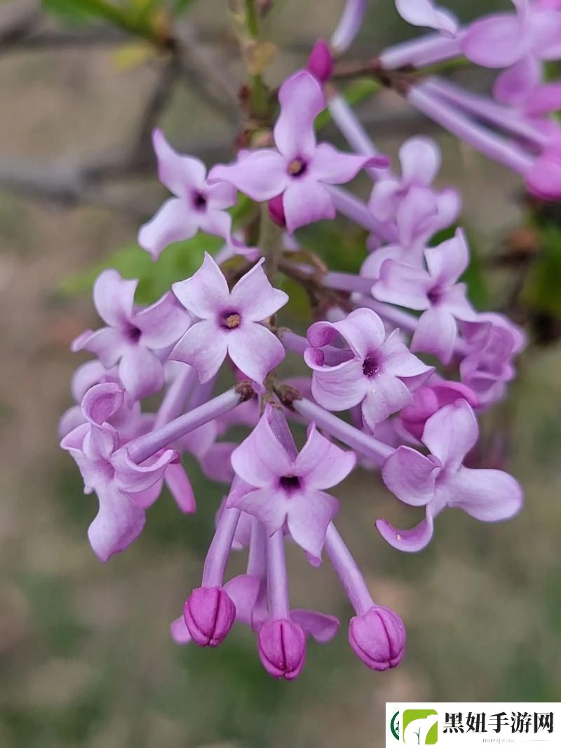 丁香花完整视频在线观看