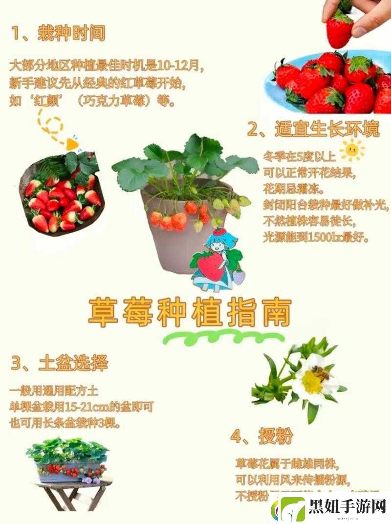 草莓视频旧版下载相关问题解答
