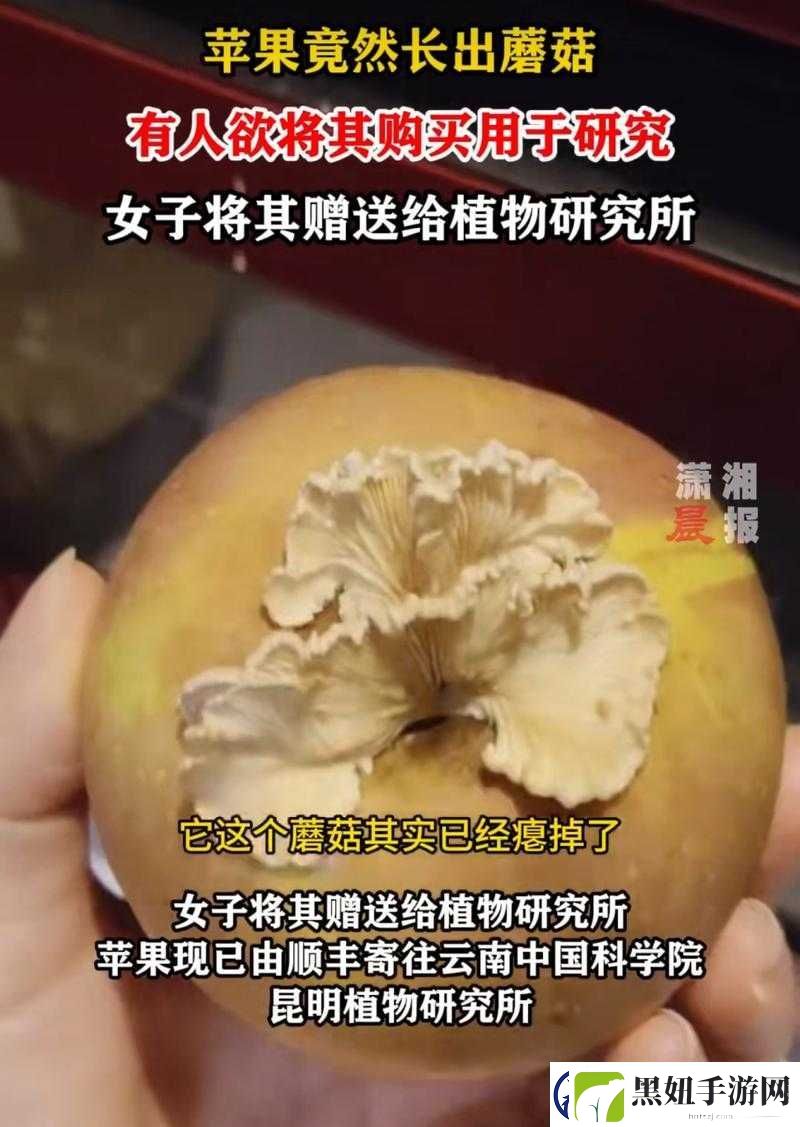 蘑菇吃瓜网黑料